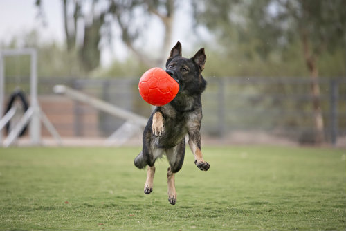 Jolly Pets, Inc. Announces Launch of Jolly Soccer Ball™ | Modern Dog magazine